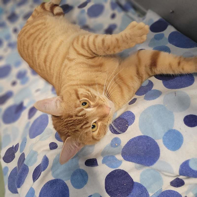 Photo of Major