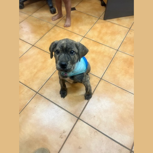 Photo of Uma (Lollie)