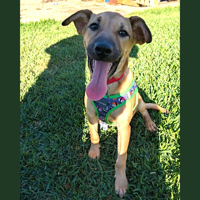 Photo of Sadie