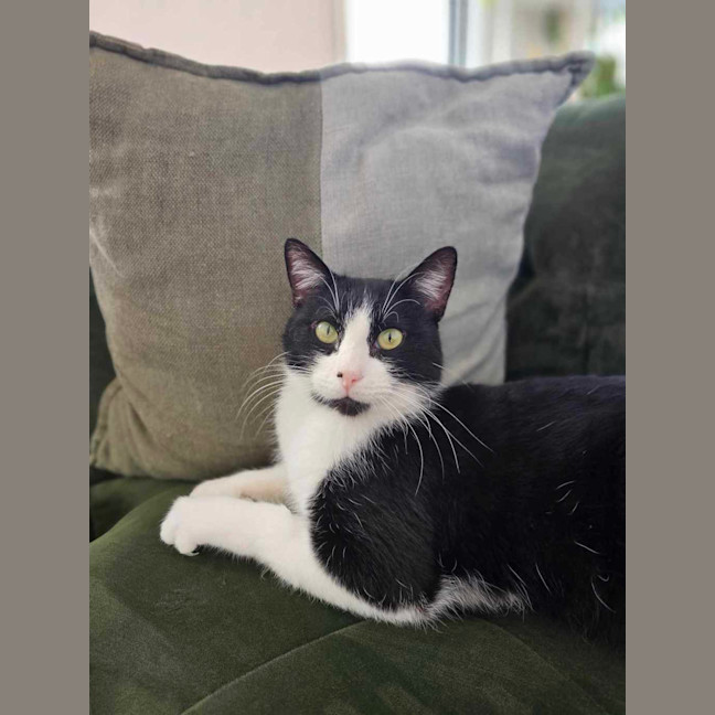Photo of Ziggy
