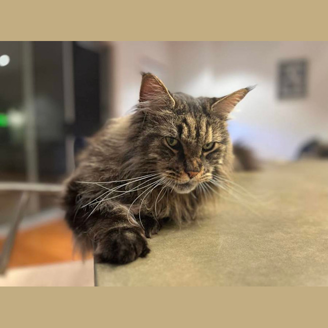 Photo of 💛 Zeppelin 💛