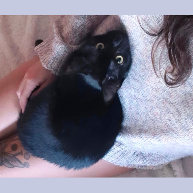 Photo of Onyx (8945)