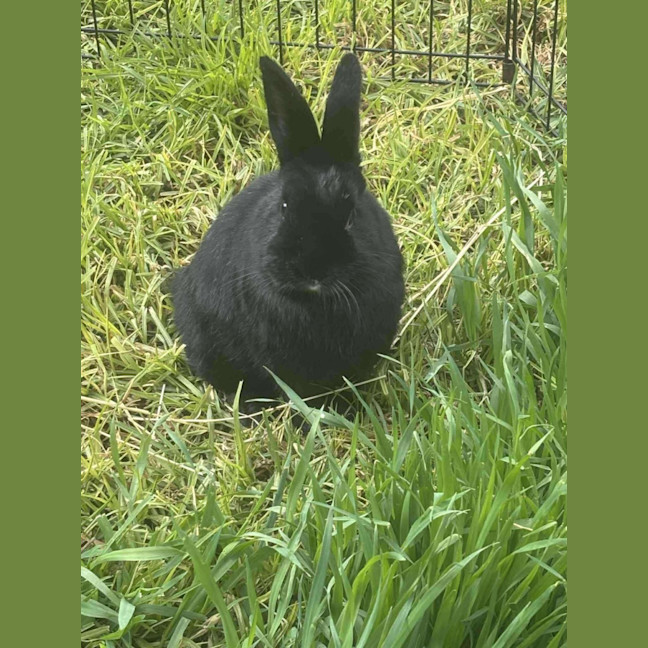Photo of Smol Jr