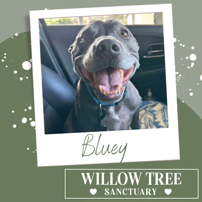 Photo of Bluey