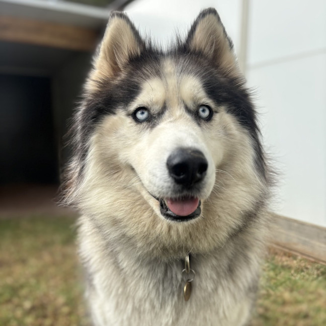 Photo of Iko
