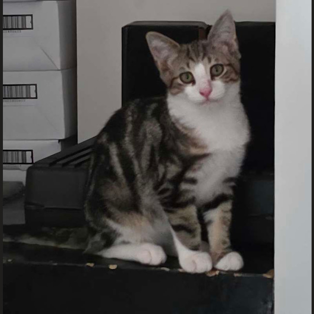 Photo of Chooper