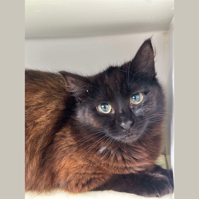 Photo of 🌱 Petunia 5628 🌱