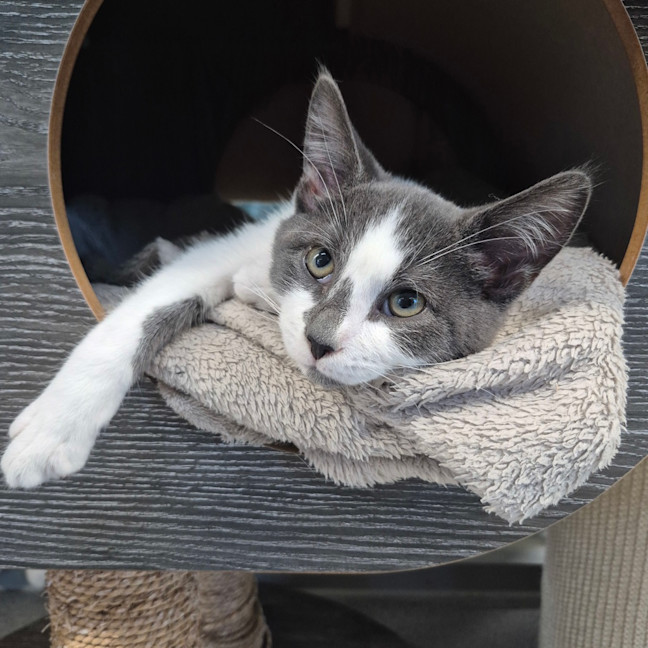 Photo of Muppet