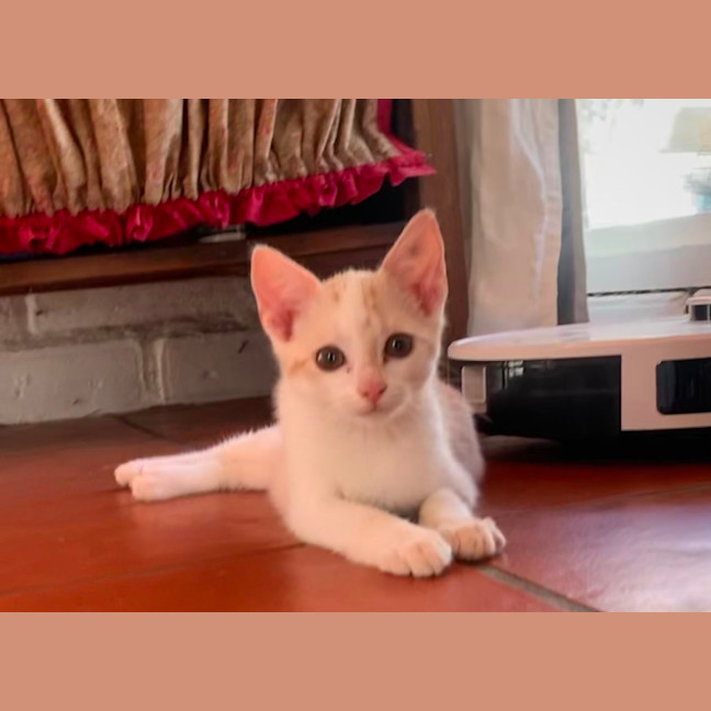 Photo of Dougal   Reduced Adoption Fee