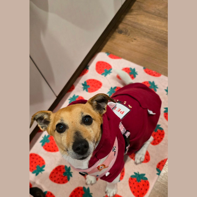 Photo of Moonpie