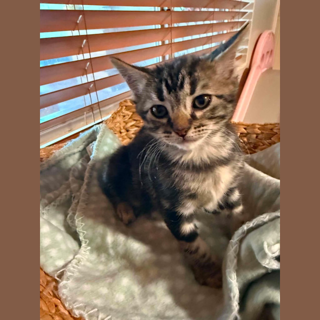 Photo of Zorro