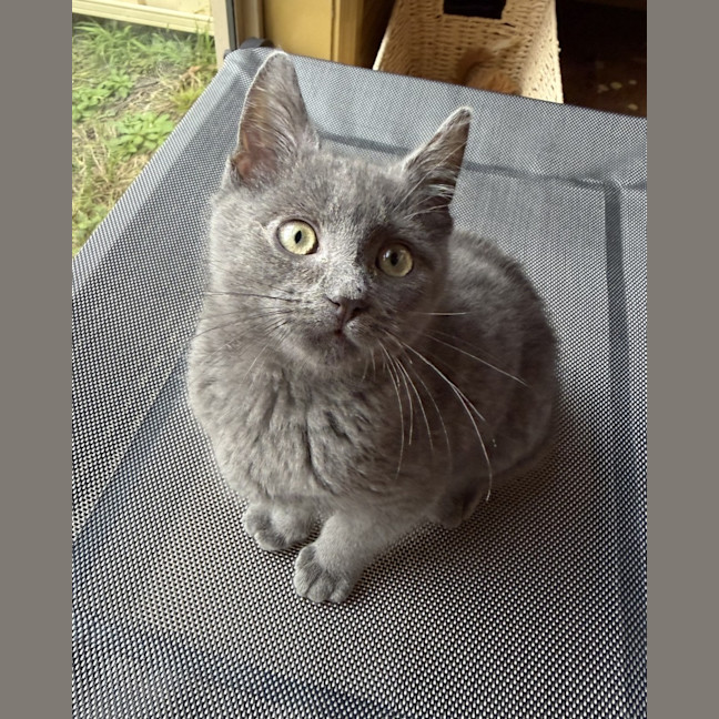Photo of Yoshi