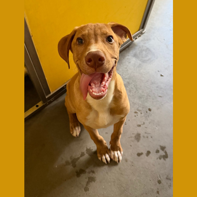 Photo of Butterscotch