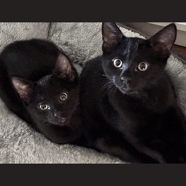 Photo of Mixie & Dixie 