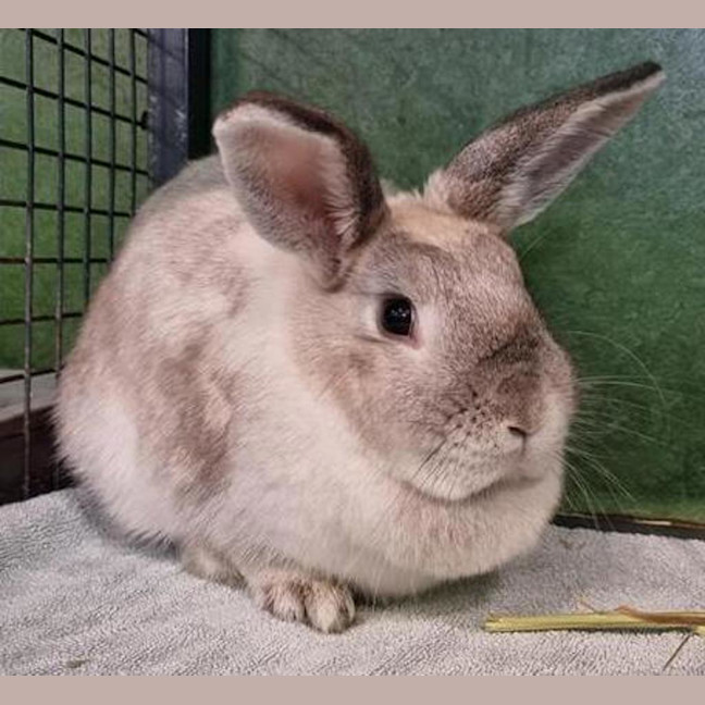 Photo of Mayo (Bonded To Ketchup)