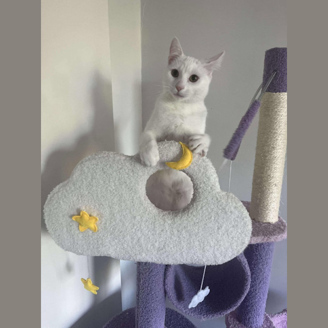 Photo of Mouse / Fig