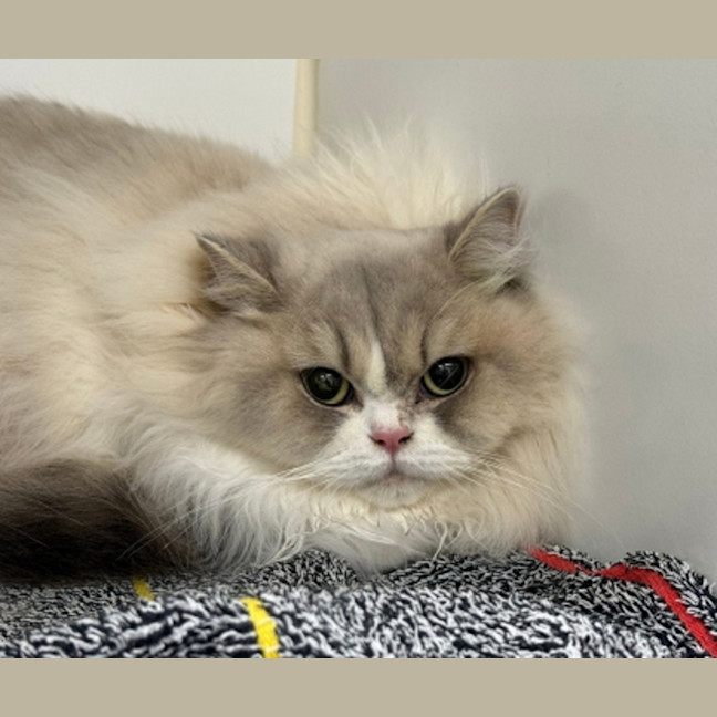 Photo of Little White