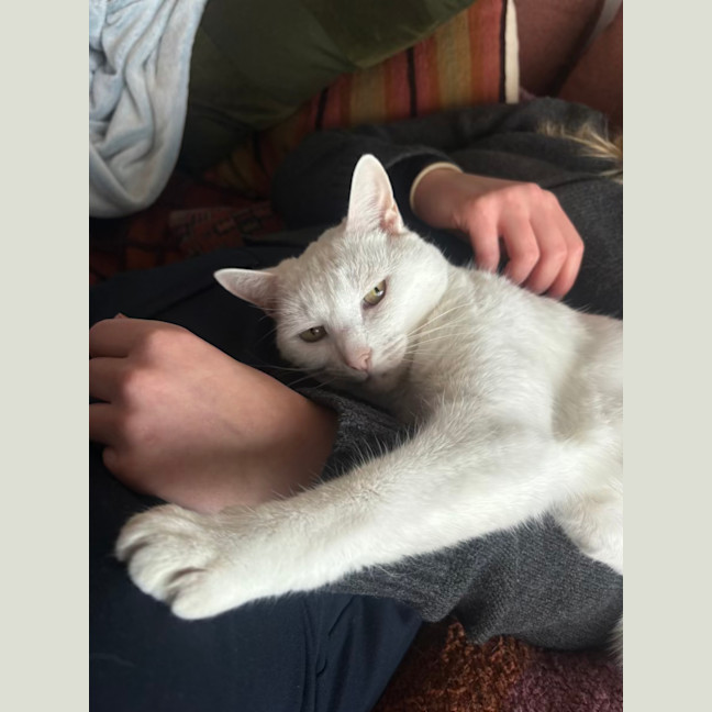 Photo of Bella The Foot Warmer