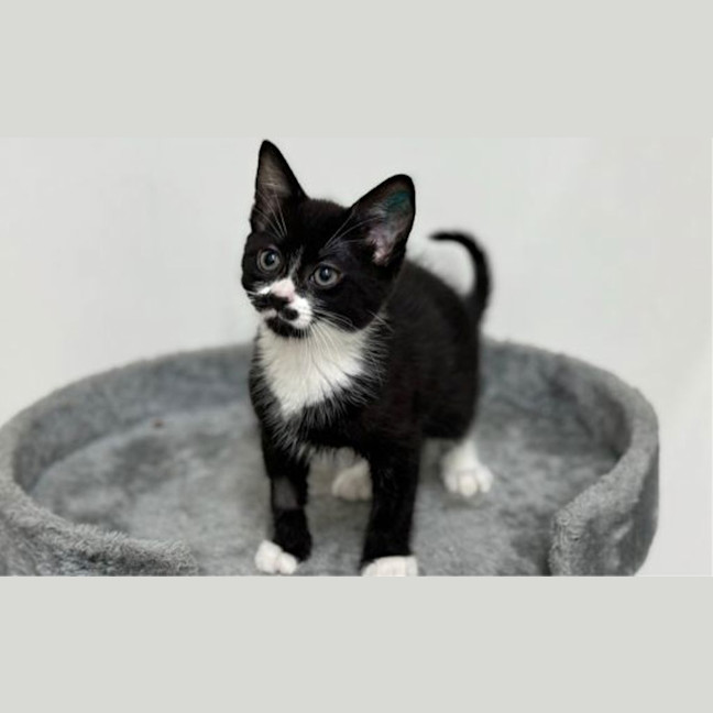 Photo of Rascal