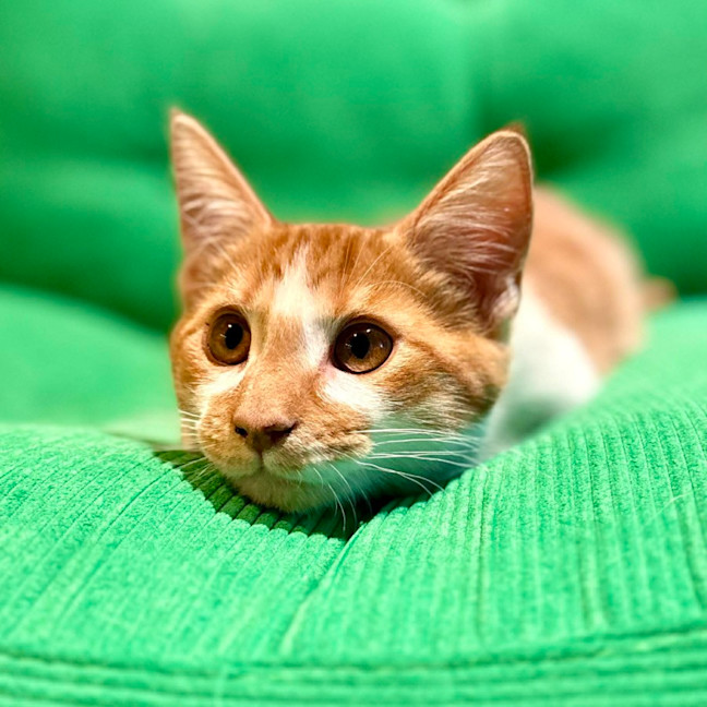 Photo of Tango   In Foster Care In Brunswick East