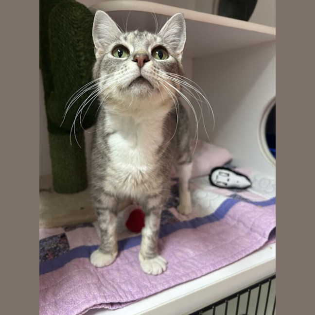 Photo of Chicken Nugget