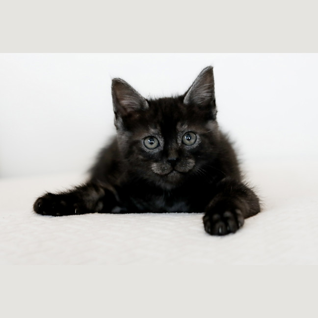 Photo of Barney