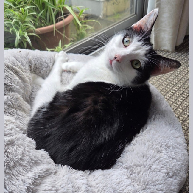 Photo of K   6 Year Old Domestic Short Hair