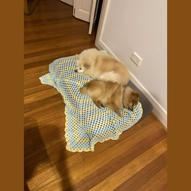 Photo of Lucky & Daisy   12 Year Old Pomeranians