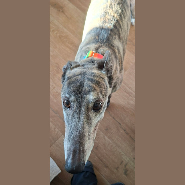 Photo of Lila, The Greyhound
