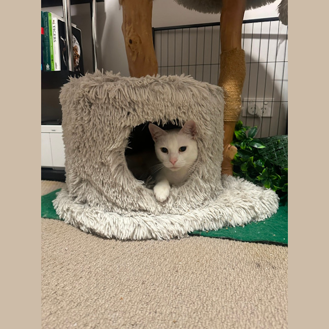 Photo of Coconut 