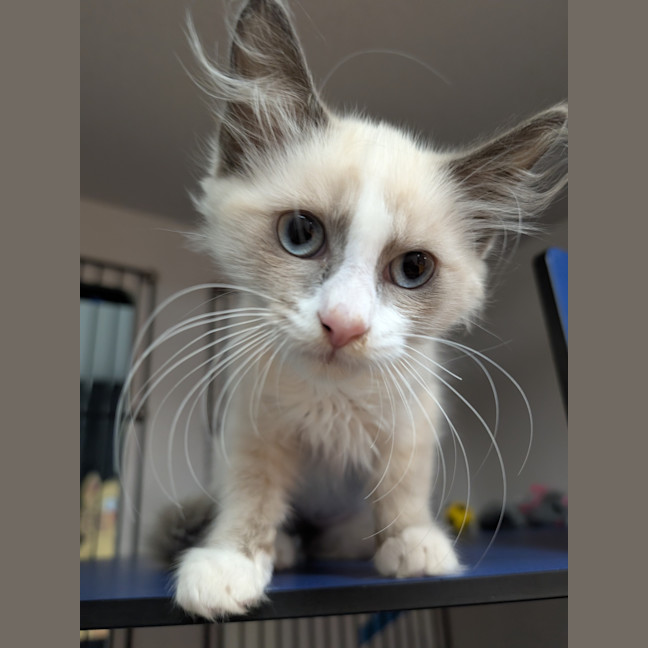 Photo of Blossom 