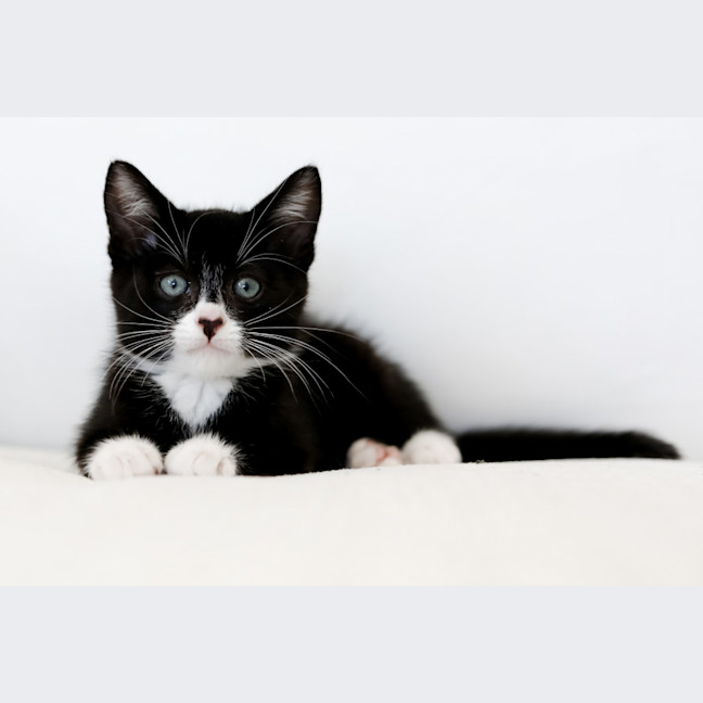 Photo of Echo