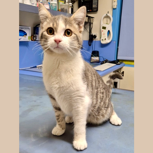 Photo of Miss Pringles