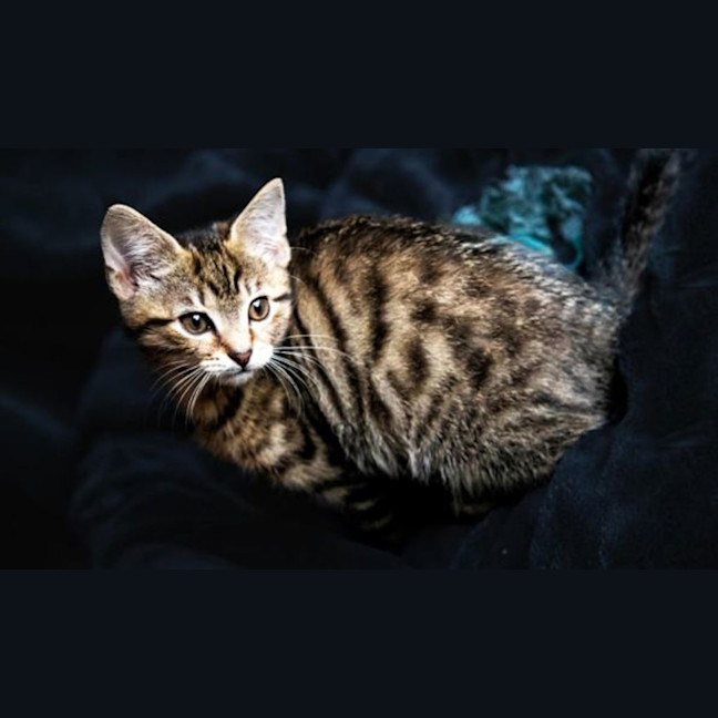 Photo of Rocky Road