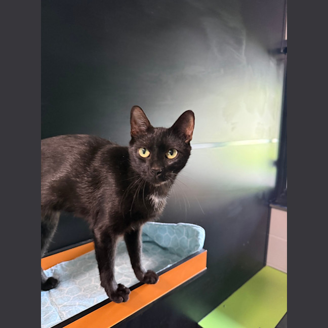 Photo of Onyx