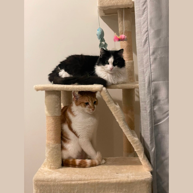 Photo of Luna