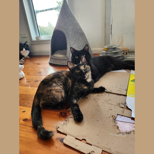 Photo of Milo Mudcake