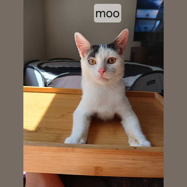 Photo of Moo