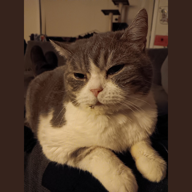 Photo of Link