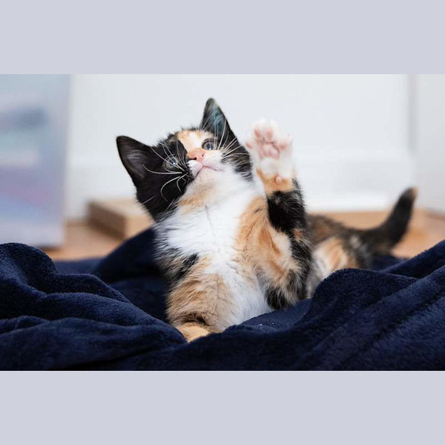 Photo of Nugget