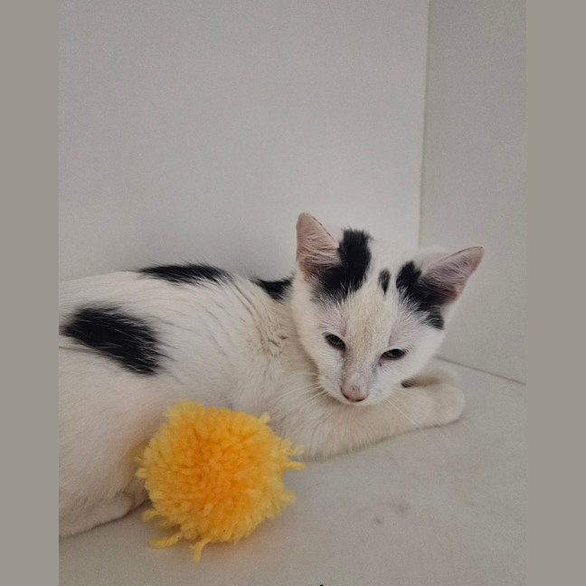 Photo of Mercury
