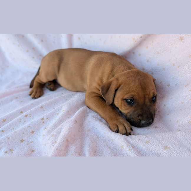Photo of Bindi