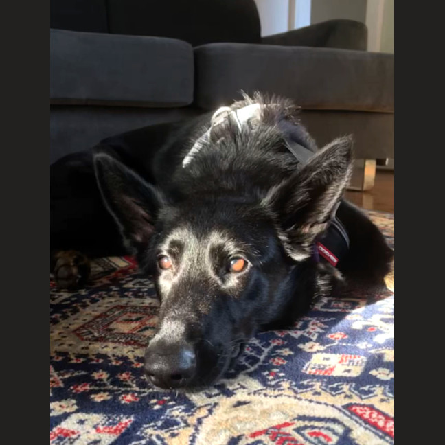 Photo of Sacha   1.5 Year Old German Shepherd (On Trial)