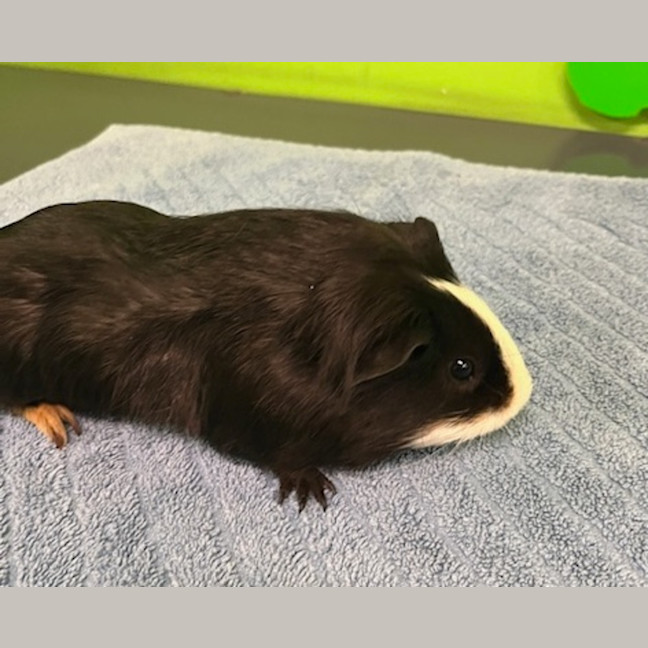 Photo of Bear
