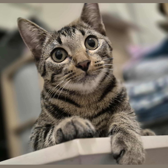 Photo of Link (K60)