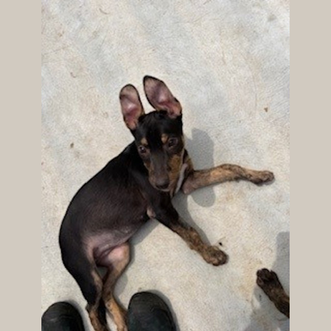 Photo of Annie