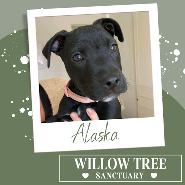 Photo of Alaska