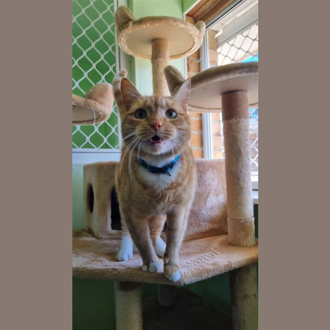 Photo of Cheeto