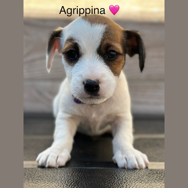 Photo of Agrippina