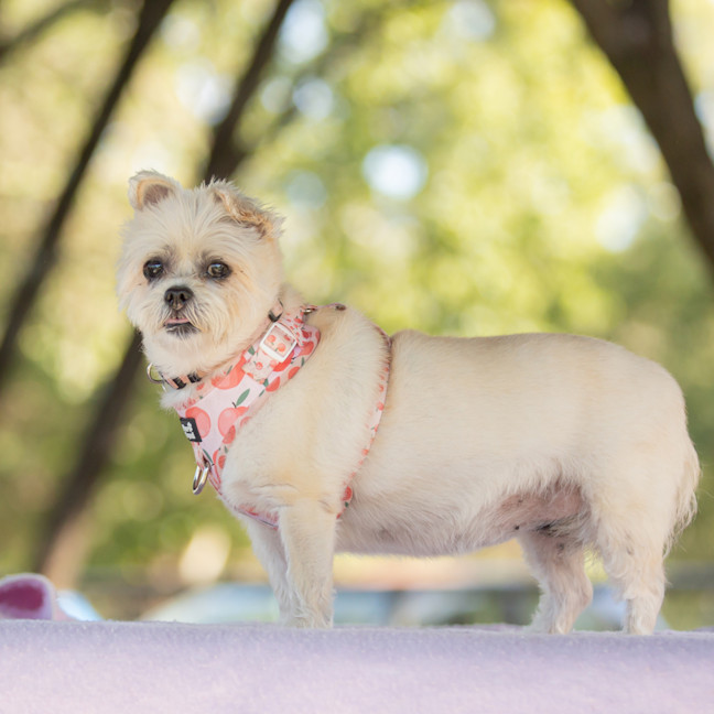Photo of Pixie